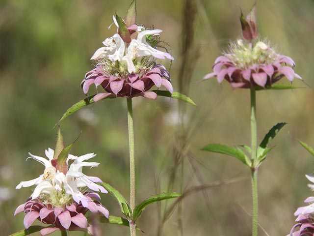 Monarda citriodora ssp. citriodora (Lemon beebalm) #65483