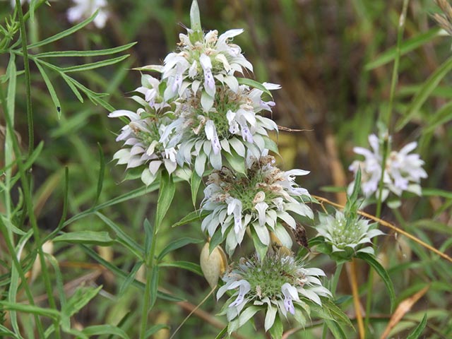 Monarda citriodora ssp. citriodora (Lemon beebalm) #65484