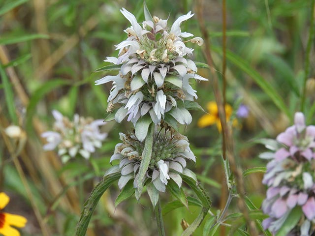 Monarda citriodora ssp. citriodora (Lemon beebalm) #65485