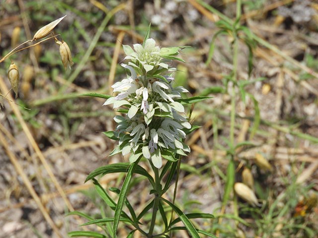 Monarda citriodora ssp. citriodora (Lemon beebalm) #65486