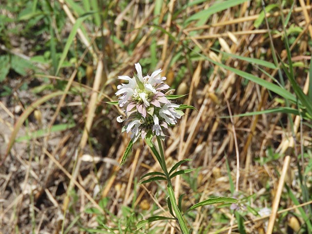 Monarda citriodora ssp. citriodora (Lemon beebalm) #65487