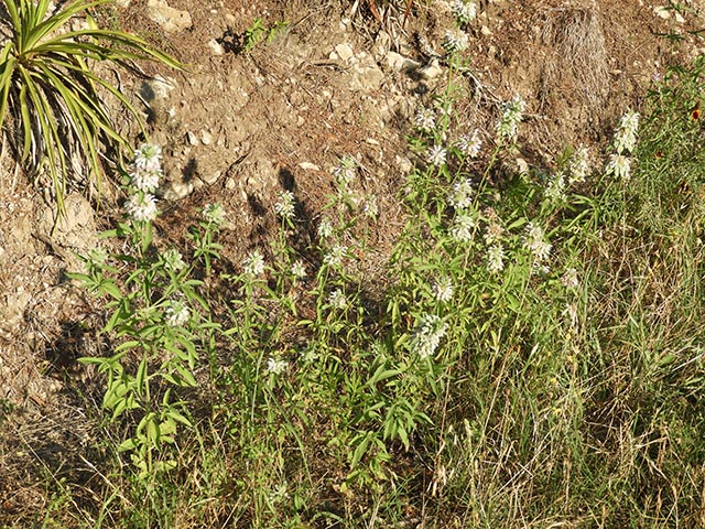 Monarda citriodora ssp. citriodora (Lemon beebalm) #65488