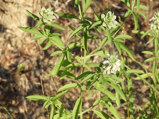 Monarda citriodora ssp. citriodora (Lemon beebalm) #65489