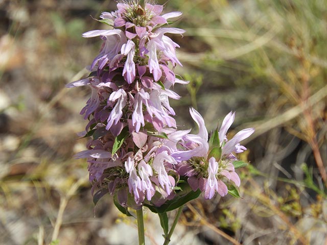 Monarda citriodora ssp. citriodora (Lemon beebalm) #65491