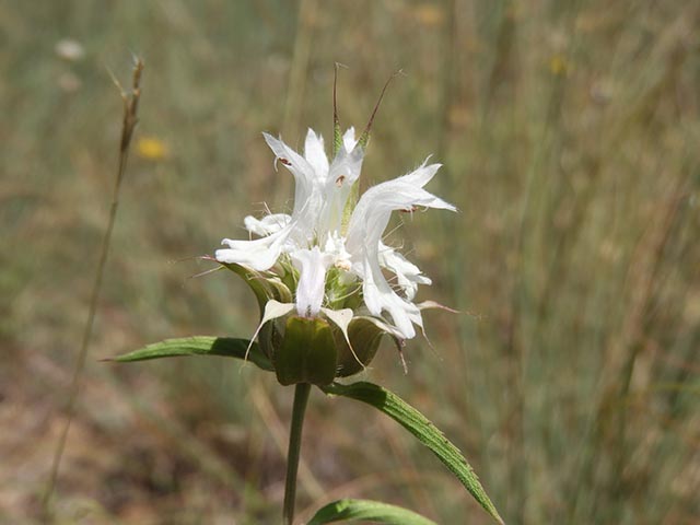 Monarda citriodora ssp. citriodora (Lemon beebalm) #65492