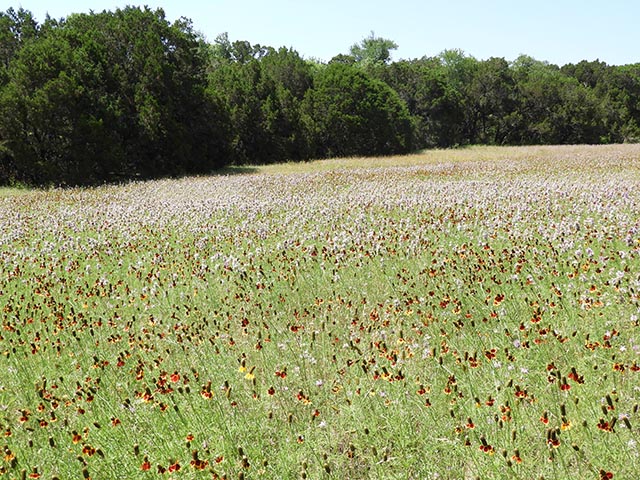 Monarda citriodora ssp. citriodora (Lemon beebalm) #65493