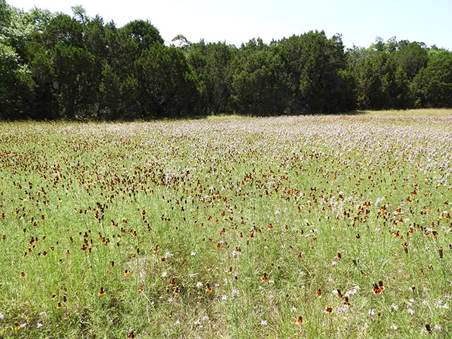 Monarda citriodora ssp. citriodora (Lemon beebalm) #65494