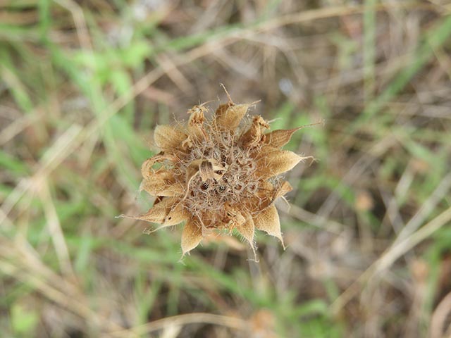 Monarda citriodora ssp. citriodora (Lemon beebalm) #65497