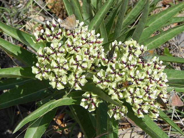 Asclepias asperula ssp. capricornu (Antelope-horns) #65892