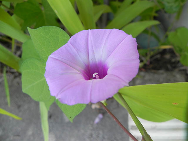 Ipomoea cordatotriloba (Tievine) #65921