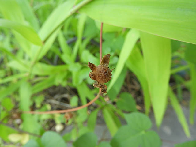 Ipomoea cordatotriloba (Tievine) #65922