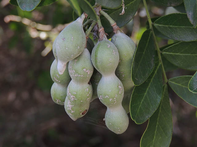 Sophora secundiflora (Texas mountain laurel) #65929