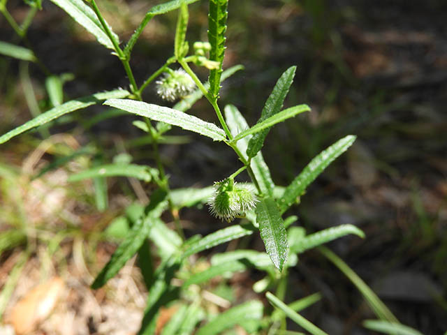 Tragia ramosa (Branched noseburn) #65944