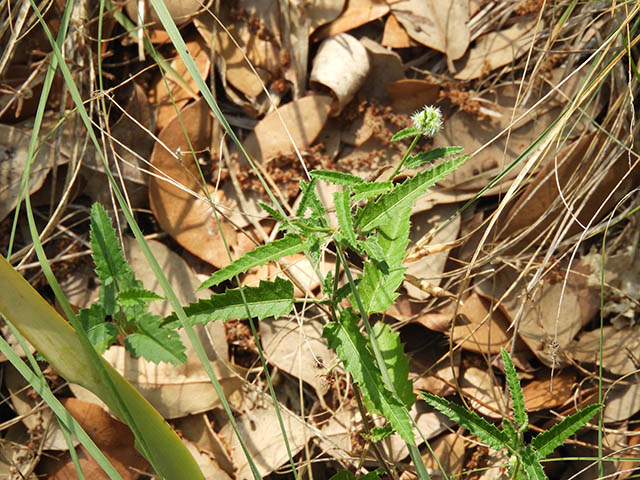 Tragia ramosa (Branched noseburn) #65945