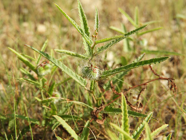 Tragia ramosa (Branched noseburn) #65946