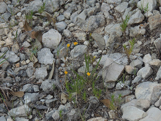 Thymophylla pentachaeta (Parralena) #65949