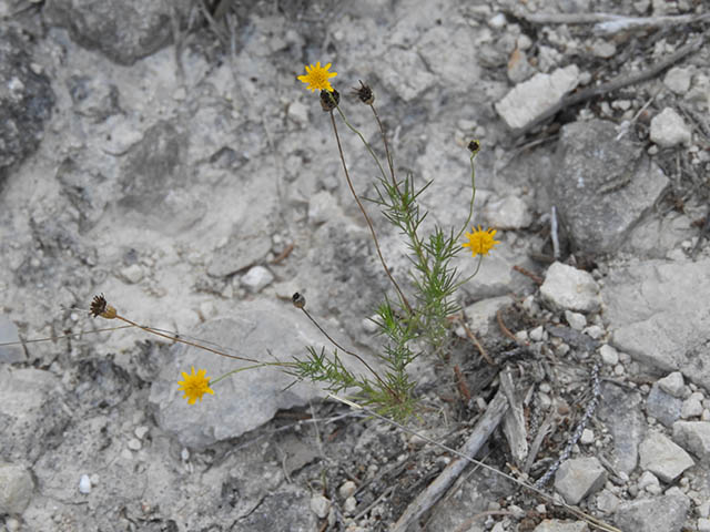 Thymophylla pentachaeta (Parralena) #65952