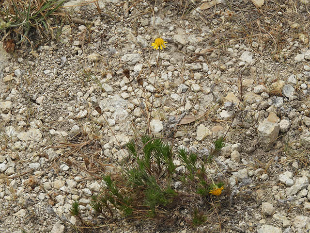 Thymophylla pentachaeta (Parralena) #65953