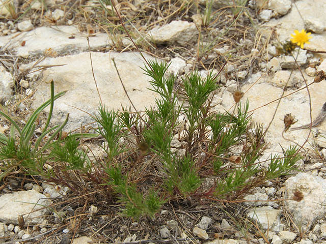 Thymophylla pentachaeta (Parralena) #65954