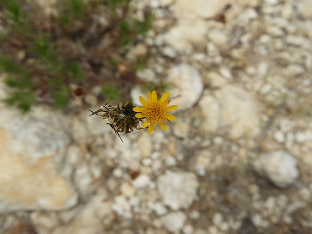 Thymophylla pentachaeta (Parralena) #65955