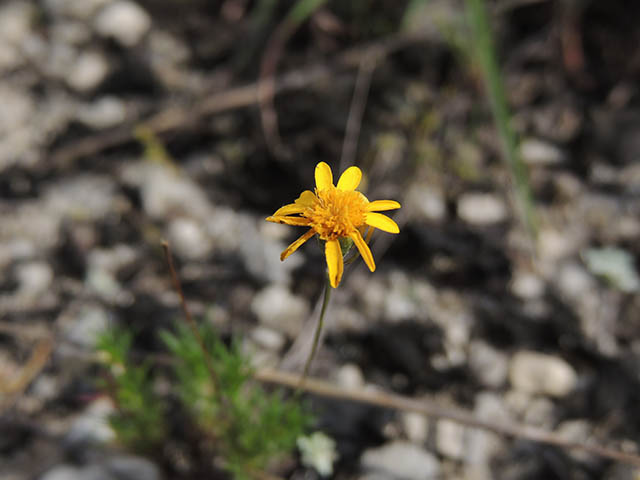 Thymophylla pentachaeta var. pentachaeta (Parralena) #65957