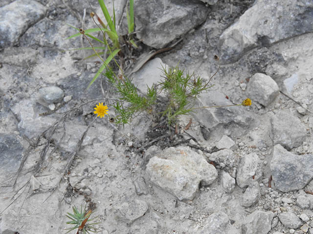 Thymophylla pentachaeta var. pentachaeta (Parralena) #65960