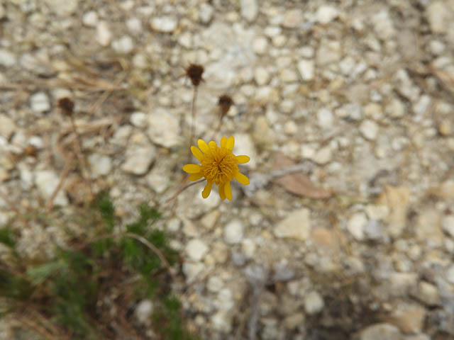 Thymophylla pentachaeta var. pentachaeta (Parralena) #65966