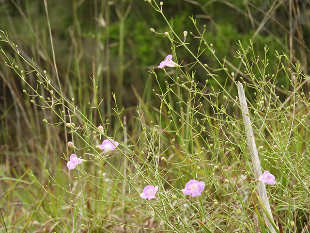 Agalinis edwardsiana (Plateau false foxglove) #66141