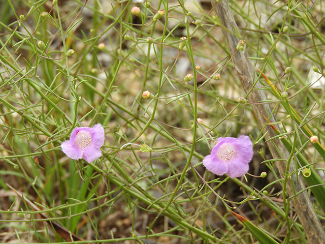 Agalinis edwardsiana (Plateau false foxglove) #66142