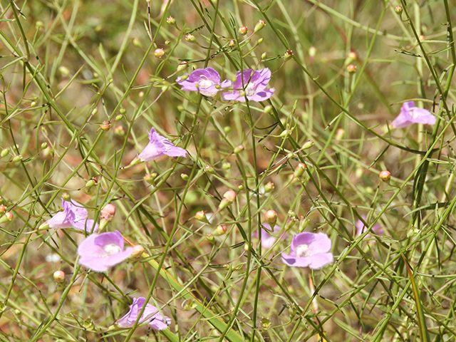 Agalinis edwardsiana (Plateau false foxglove) #66153