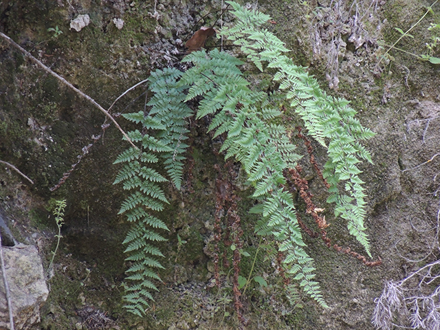 Cheilanthes alabamensis (Alabama lipfern) #66178