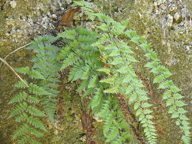 Cheilanthes alabamensis (Alabama lipfern) #66179