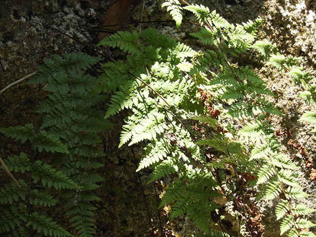 Cheilanthes alabamensis (Alabama lipfern) #66180