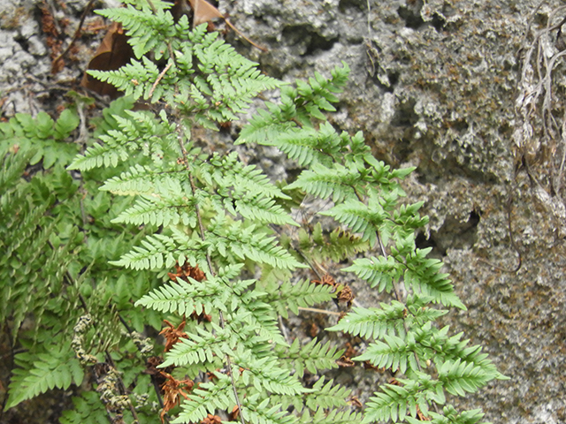 Cheilanthes alabamensis (Alabama lipfern) #66181