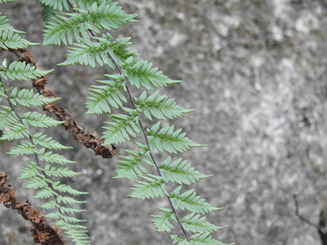 Cheilanthes alabamensis (Alabama lipfern) #66183