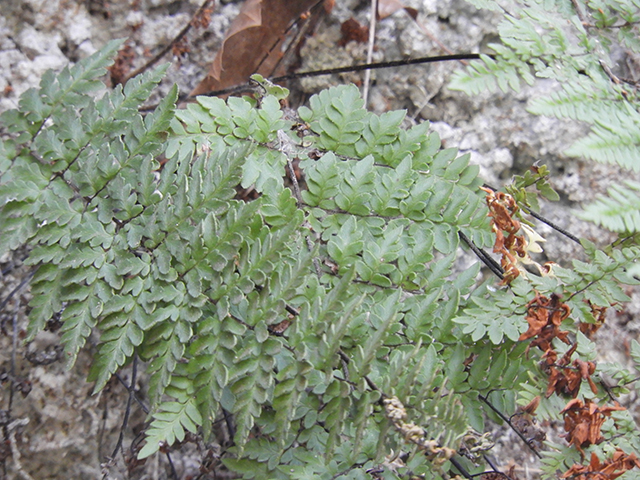 Cheilanthes alabamensis (Alabama lipfern) #66185