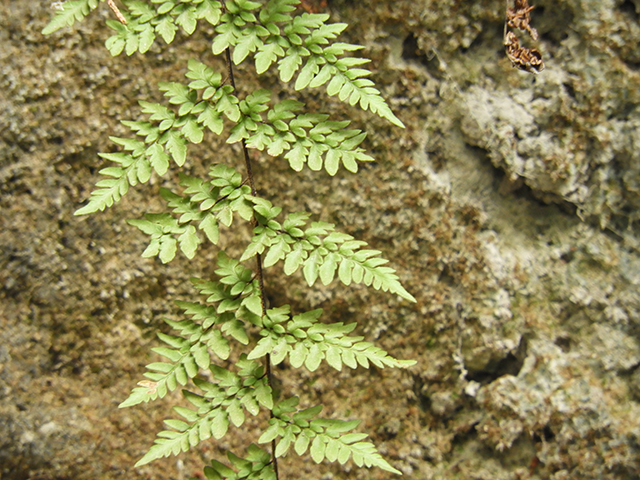 Cheilanthes alabamensis (Alabama lipfern) #66186