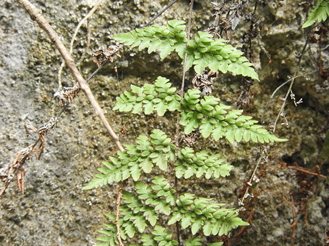 Cheilanthes alabamensis (Alabama lipfern) #66188