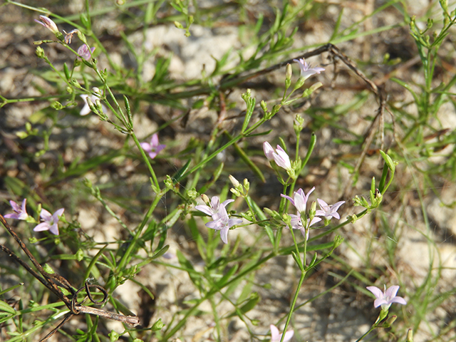 Stenaria nigricans var. nigricans (Diamondflowers) #66220