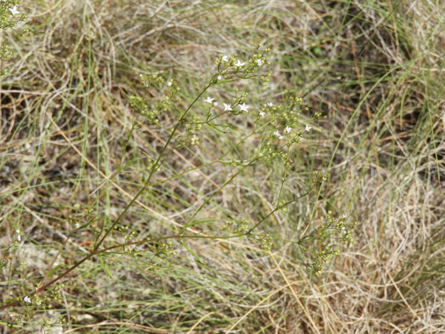 Stenaria nigricans var. nigricans (Diamondflowers) #66224