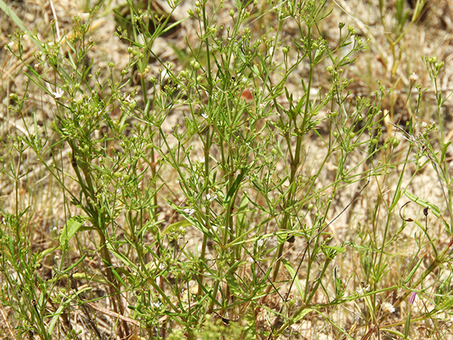 Stenaria nigricans var. nigricans (Diamondflowers) #66225