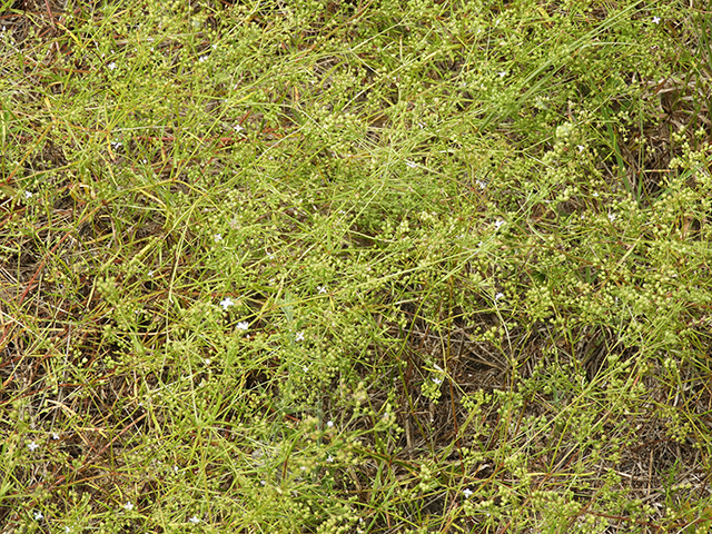 Stenaria nigricans var. nigricans (Diamondflowers) #66231