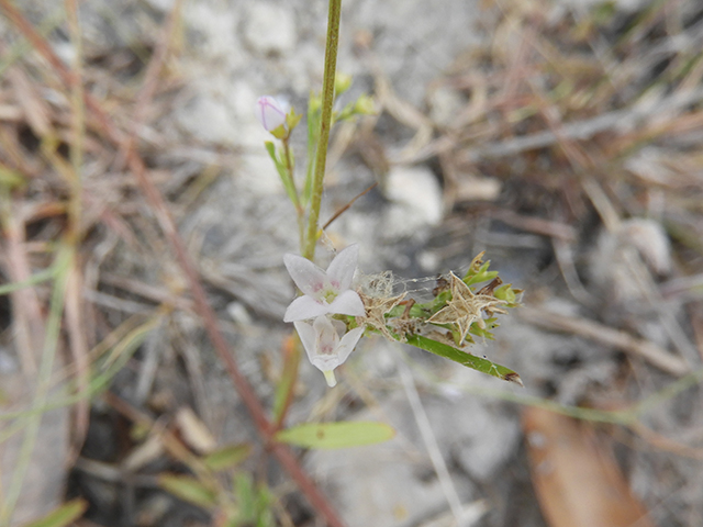 Stenaria nigricans var. nigricans (Diamondflowers) #66233