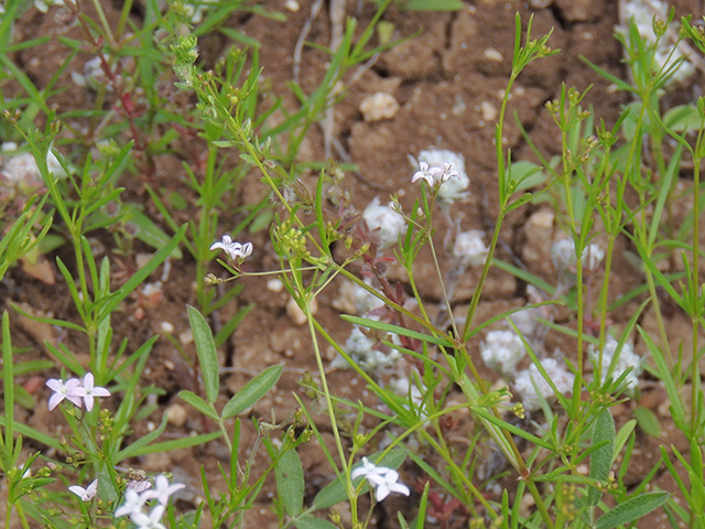 Stenaria nigricans (Bluets) #66235