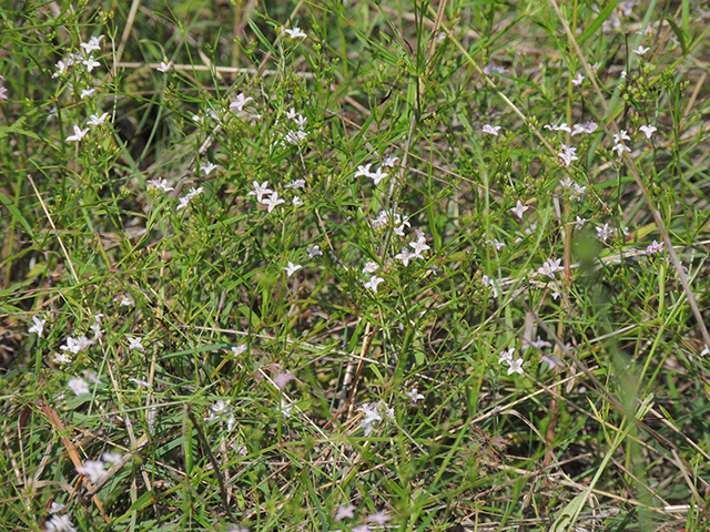 Stenaria nigricans (Bluets) #66237