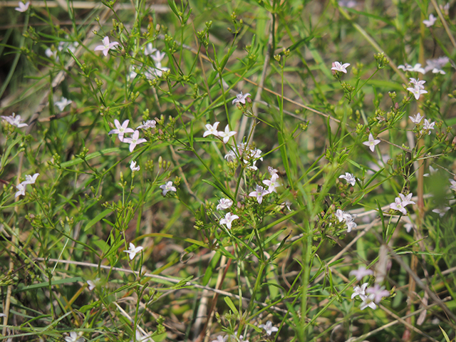 Stenaria nigricans (Bluets) #66238