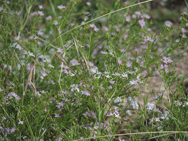 Stenaria nigricans (Bluets) #66239