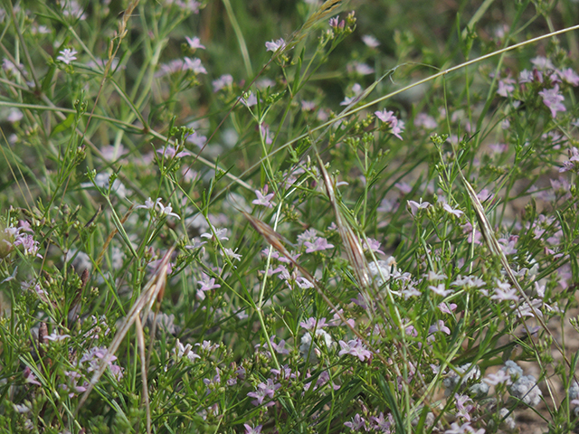 Stenaria nigricans (Bluets) #66240