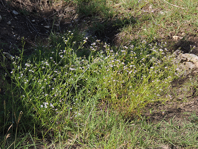 Stenaria nigricans (Bluets) #66241