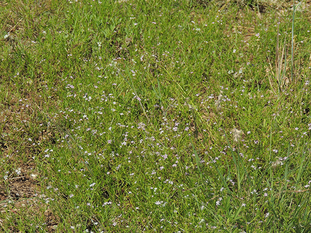 Stenaria nigricans (Bluets) #66242